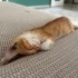 KİMSENİN YÜZÜNE BAKMADIĞI O KEDİ fotoğraf