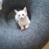 MİNİK 4 ERKEK KARDEŞ fotoğraf