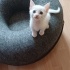 MİNİK 4 ERKEK KARDEŞ fotoğraf