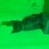 KÖPEKLERDEN KURTARDIK fotoğraf