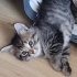 DÖRT YAVRU KARDEŞTEN BİRİ NO:1 DODİŞ fotoğraf