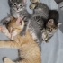 DÖRT YAVRU KARDEŞTEN BİRİ NO:1 DODİŞ fotoğraf