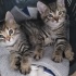 YAVRU KEDİ ACİL YUVA ARIYOR fotoğraf