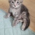DÖRT YAVRU KARDEŞTEN BİRİ NO:2 BEGÜŞ fotoğraf