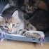 DÖRT YAVRU KARDEŞTEN BİRİ NO:2 BEGÜŞ fotoğraf