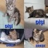DÖRT YAVRU KARDEŞTEN BİRİ NO:3 ÇEDAR fotoğraf