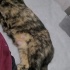 DÜNYALAR GÜZELİ VE AŞIRI CANA YAKIN BİR TORTİK KIZ MÜZEYYEN fotoğraf