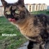 DÜNYALAR GÜZELİ VE AŞIRI CANA YAKIN BİR TORTİK KIZ MÜZEYYEN fotoğraf