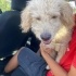 Yakışıklı terrier aile arıyor fotoğraf
