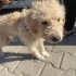 Yakışıklı terrier aile arıyor fotoğraf