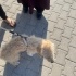 Yakışıklı terrier aile arıyor fotoğraf