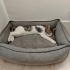 Minik yavruya yuva arıyoruz fotoğraf