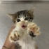 2 Aylık Dişi Yavru Kedi – İstanbul fotoğraf