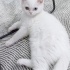 Pamuğa Yuva Aranıyor fotoğraf