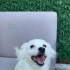 Oyuna ve sevgiye doymayan akıllı dostumuz fotoğraf