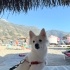 Oyuna ve sevgiye doymayan akıllı dostumuz fotoğraf