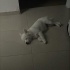 Oyuna ve sevgiye doymayan akıllı dostumuz fotoğraf