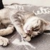 Temas bağımlısı patili minik 2 kalp şanslı ailesini arıyor fotoğraf