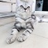 Ücretsiz sahiplendirme fotoğraf