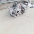 Ücretsiz sahiplendirme fotoğraf