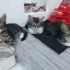 YUVAM OL SOKAKTA YAŞAYAMAM fotoğraf