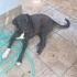HARİKA BİR LABRADOR MELEZİ fotoğraf