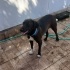 HARİKA BİR LABRADOR MELEZİ fotoğraf