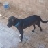 HARİKA BİR LABRADOR MELEZİ fotoğraf