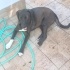 HARİKA BİR LABRADOR MELEZİ fotoğraf