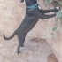 HARİKA BİR LABRADOR MELEZİ fotoğraf