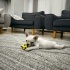French bulldog sahiplendirme