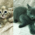 0534 795 50 35 RUSSIAN BLUE 1.5AYLIK KIZ-ERKEK KARDEŞLER fotoğraf