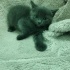 0534 795 50 35 RUSSIAN BLUE 1.5AYLIK KIZ-ERKEK KARDEŞLER fotoğraf