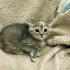 0534 795 50 35 RUSSIAN BLUE 1.5AYLIK KIZ-ERKEK KARDEŞLER fotoğraf