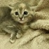 0534 795 50 35 RUSSIAN BLUE 1.5AYLIK KIZ-ERKEK KARDEŞLER fotoğraf