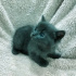 0534 795 50 35 RUSSIAN BLUE 1.5AYLIK KIZ-ERKEK KARDEŞLER fotoğraf
