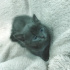 0534 795 50 35 RUSSIAN BLUE 1.5AYLIK KIZ-ERKEK KARDEŞLER fotoğraf