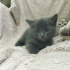 0534 795 50 35 RUSSIAN BLUE 1.5AYLIK KIZ-ERKEK KARDEŞLER fotoğraf
