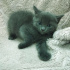 0534 795 50 35 RUSSIAN BLUE 1.5AYLIK KIZ-ERKEK KARDEŞLER fotoğraf