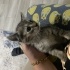 Takip şartıyla sahiplendirme fotoğraf