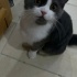 Minik shorthair fotoğraf