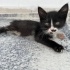 Özel Yavru Kedi fotoğraf