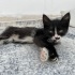 Özel Yavru Kedi fotoğraf