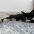 Özel Yavru Kedi fotoğraf