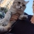 Sokağa bırakılan bu güzel oğlana acil yuva fotoğraf
