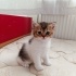 Yavrularmız yeni yuvasını arıyor fotoğraf