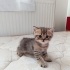 Yavrularmız yeni yuvasını arıyor fotoğraf