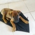 Yavru köpekiçin acil yuva arayışı