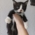 Kırma yavrulara acil yuva fotoğraf