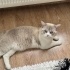 British Shorthair. Mavi gözlü fotoğraf